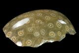 Polished Fossil Coral (Actinocyathus) - Morocco #136296-2